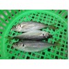 Horse Mackerel