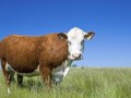 Summer cattle outlook
