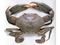 Mud Crab