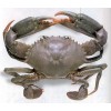 Mud Crab