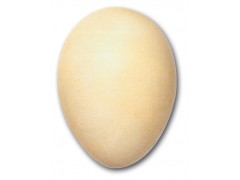 fresh egg
