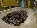 Blommer predicts looming cocoa supply crisis