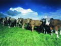 Scotch Beef targets UAE