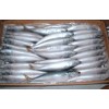 Pacific mackerel