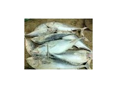 Supply small size bonito fish