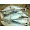 Supply small size bonito fish