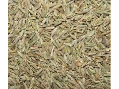 Cumin Seed