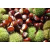 Chinese Dried organic chestnut