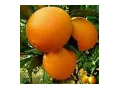 General Red Newhall Navel Orange