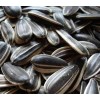 sunflower seeds-Cameroon