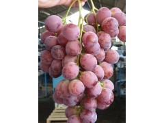 Buy red globe grape