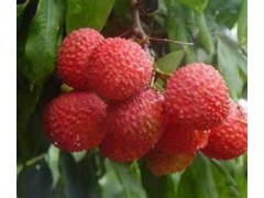 Litchi-China