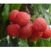 Litchi-China