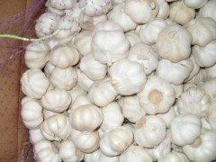 Fresh Normal White Garlic-China