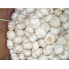 Fresh Normal White Garlic-China
