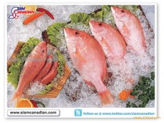 Red Mullet