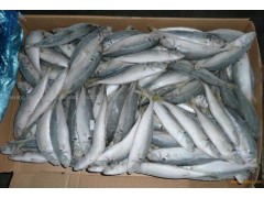 Buy Mackerel, Tuna and Scad