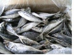 Frozen horse mackerel