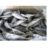 Frozen horse mackerel