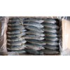 Frozen Indian Mackerel