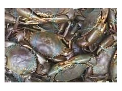 Live Mud Crabs