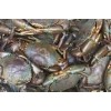 Live Mud Crabs