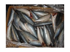 Frozen Mackerel HG,HGT