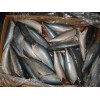 Frozen Mackerel HG,HGT