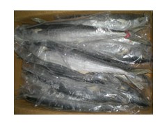 spanish mackerel