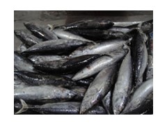 Sell small size bonito fish