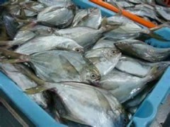 Supply butterfish