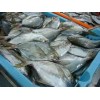 Supply butterfish