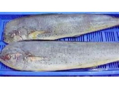 frozen mahi mahi fish