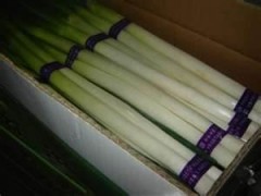 Fresh scallion from China