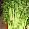 Chinese Fresh Celery