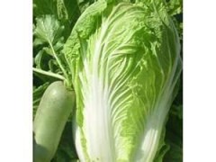 Chinese Fresh Cabbage