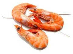 Coldwater shrimps