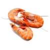 Coldwater shrimps