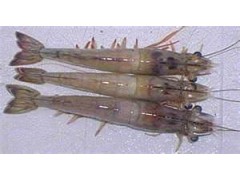 Warm water shrimps