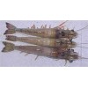 Warm water shrimps