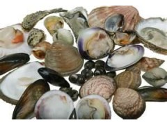 Shellfish