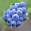 Bilberry Extract