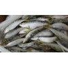 Frozen fish W/R Sardine