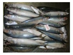 Frozen Pacific Mackerel Whole Round