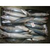 Frozen Pacific Mackerel Whole Round