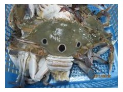 Whole Round Frozen Crab