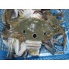 Whole Round Frozen Crab