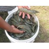 black tiger shrimps,mud crabs,sea cucumber