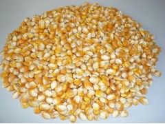 white corn, yellow corn, wheat,sorghum,