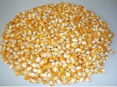 white corn, yellow corn, wheat,sorghum,